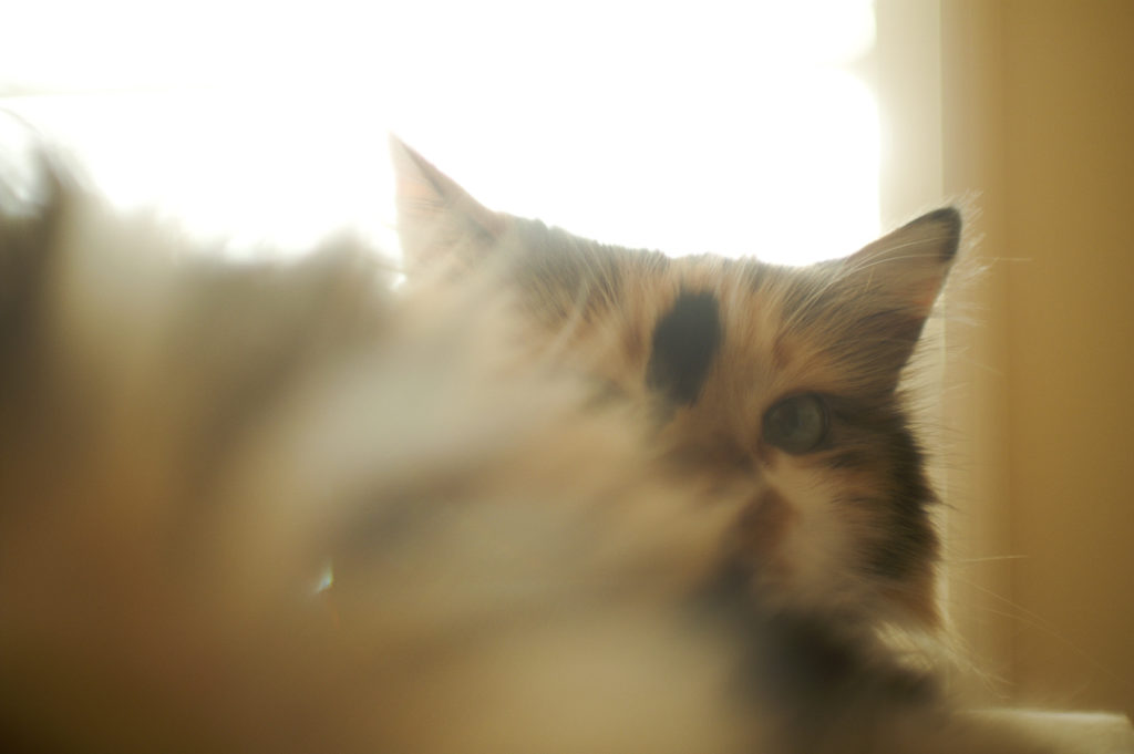 今は亡き愛猫Miki