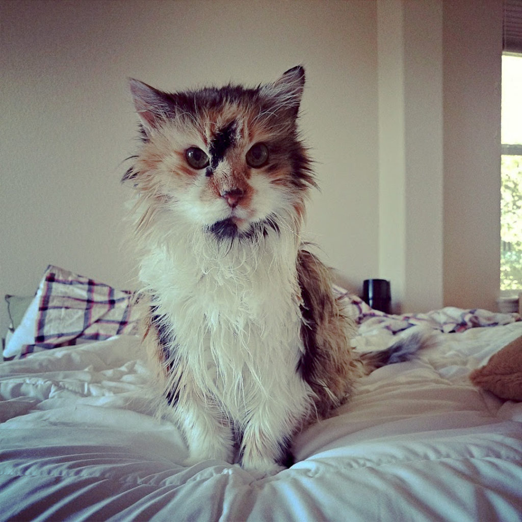 今は亡き愛猫Miki