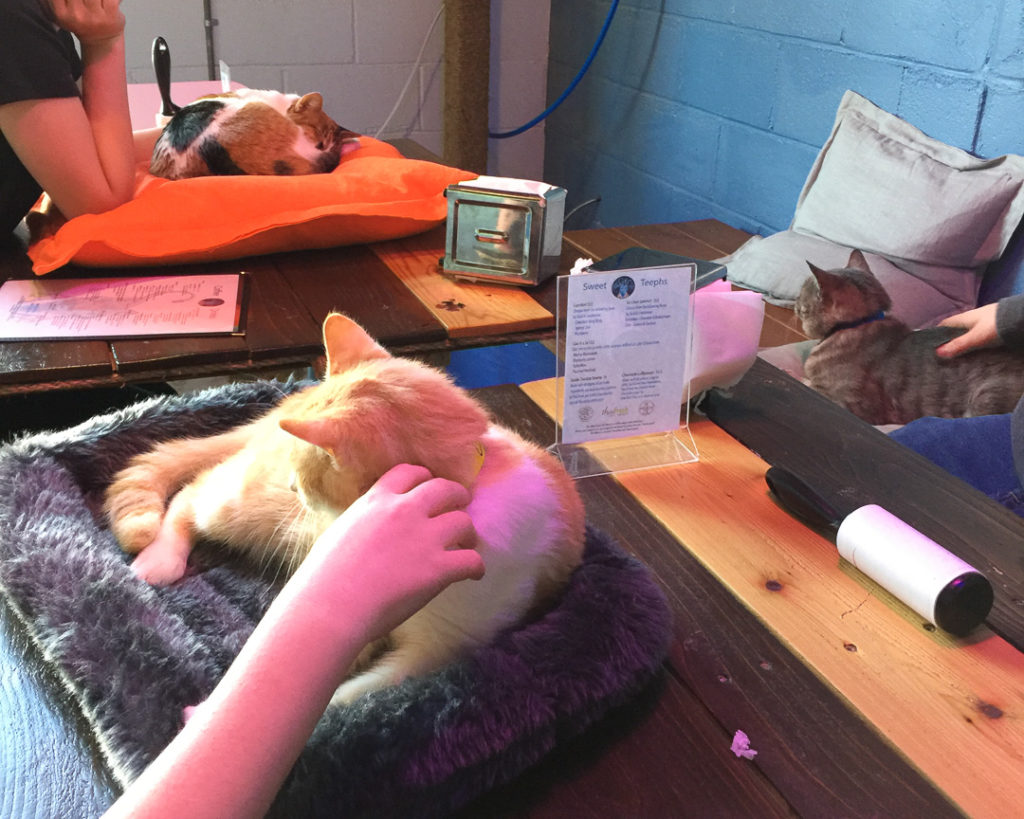 フレンドリーな猫ちゃんたち