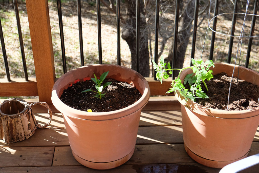 ハラペーニョとミニトマト