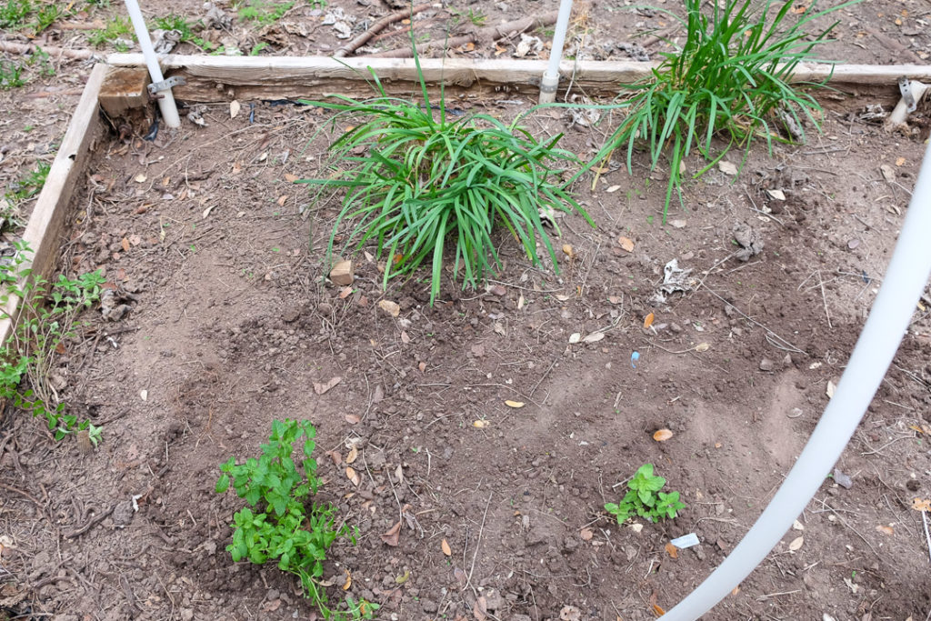 にら、オレガノ、ミント