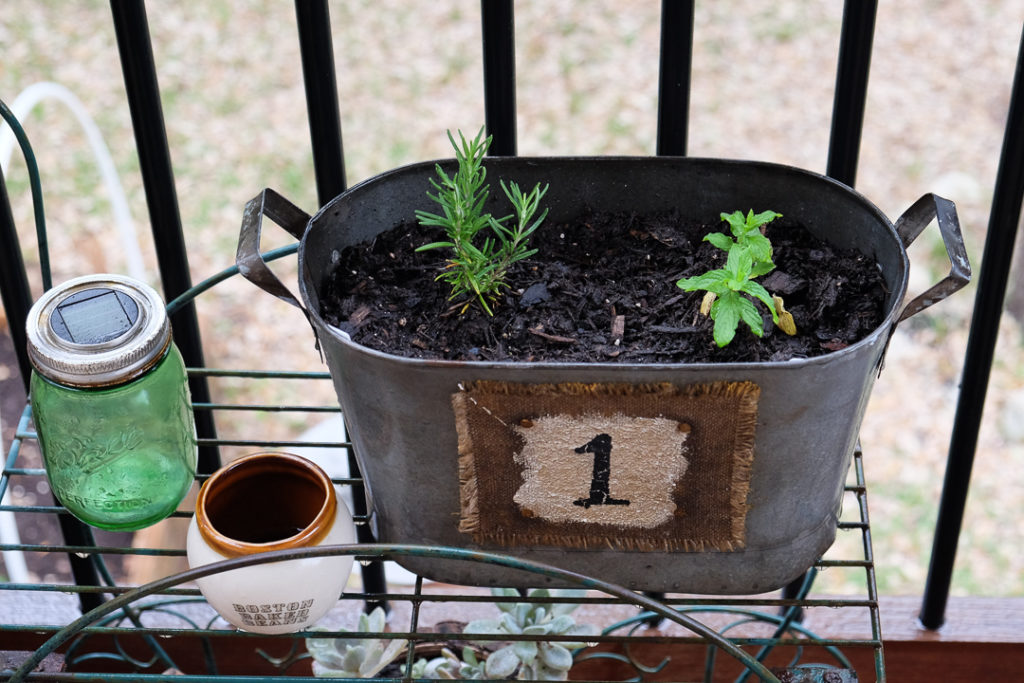 ローズマリーとキャンディミント