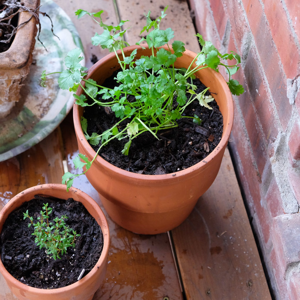 パクチーとタイム