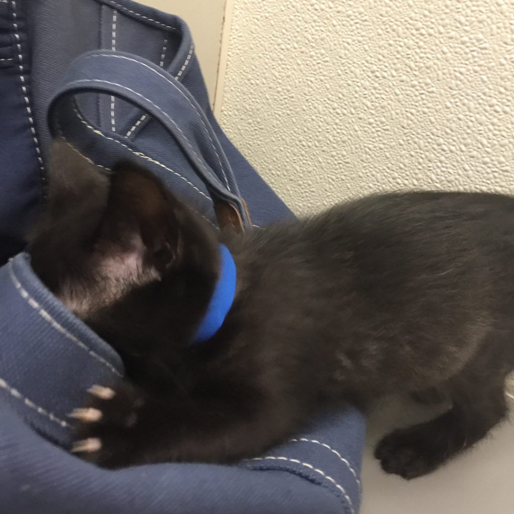 好奇心のかたまり