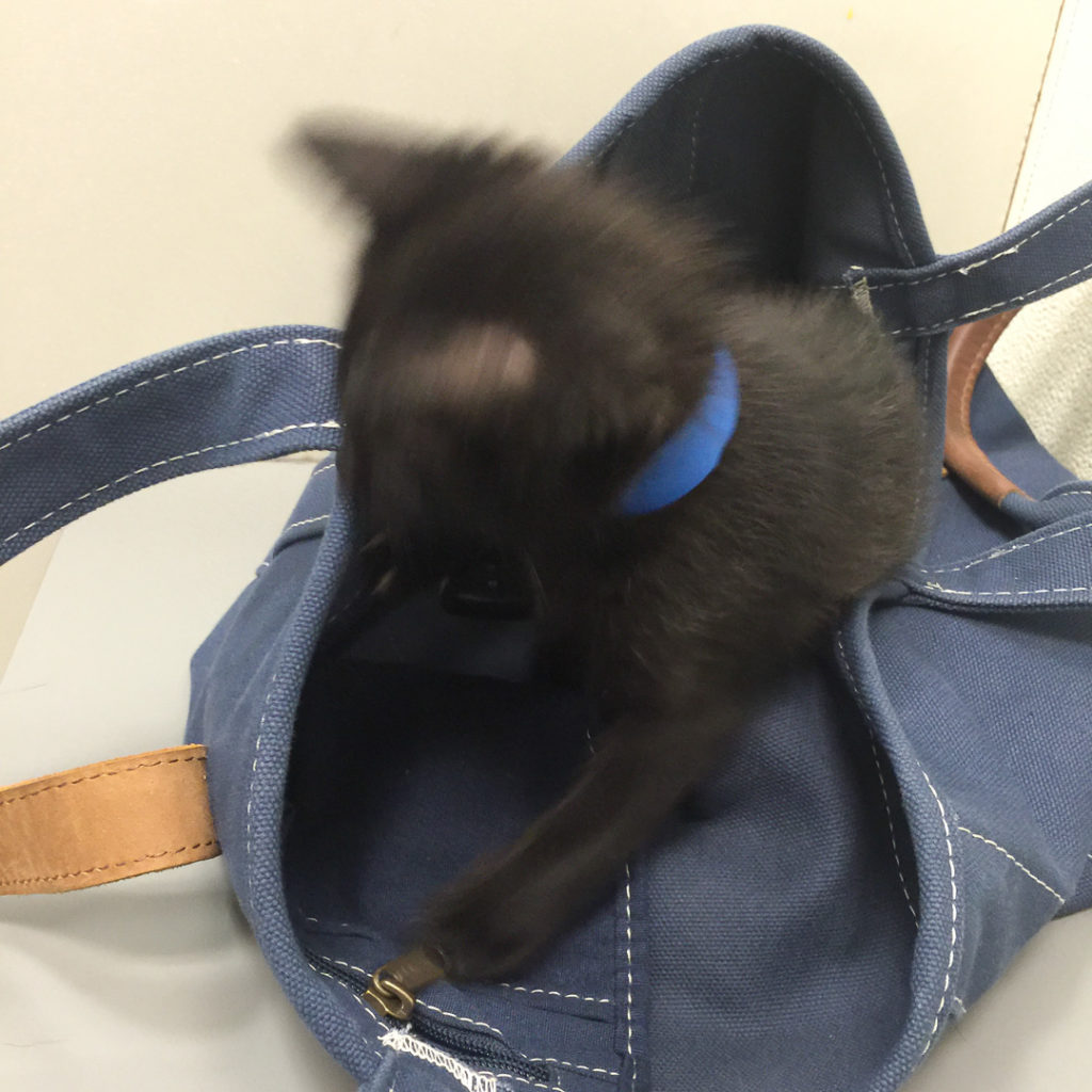 かばんに興味津々