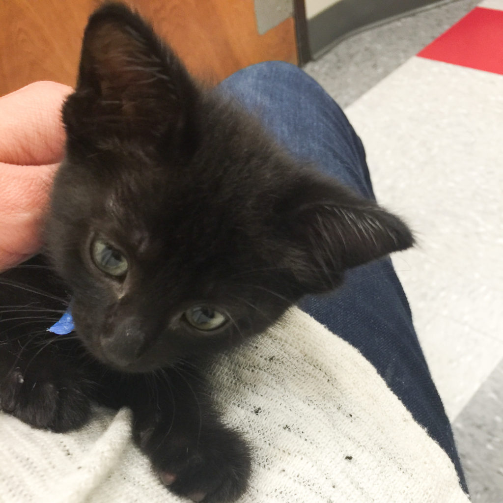 くろねこちゃん