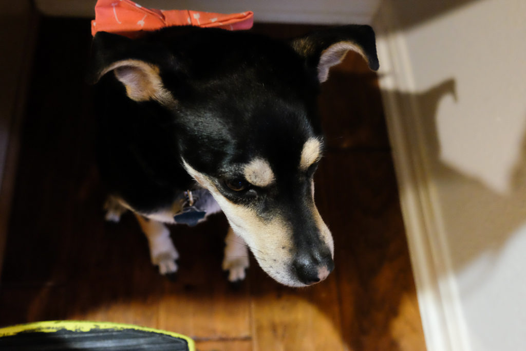 きょうもかわいそう