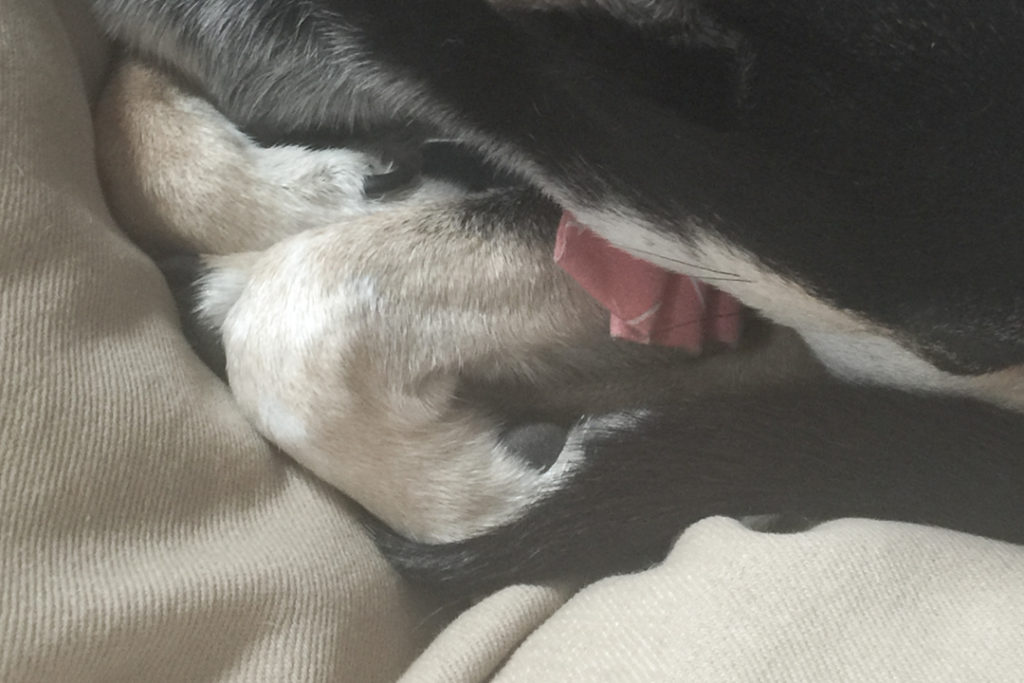 かわいいおてて