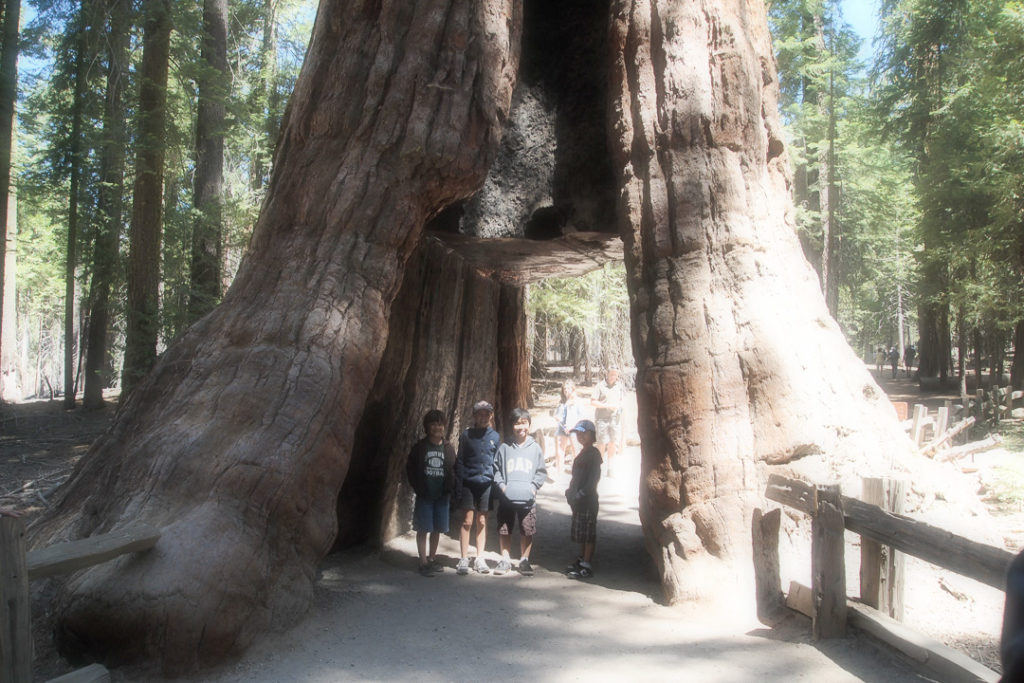 ヨセミテ国立公園のセコイアの木