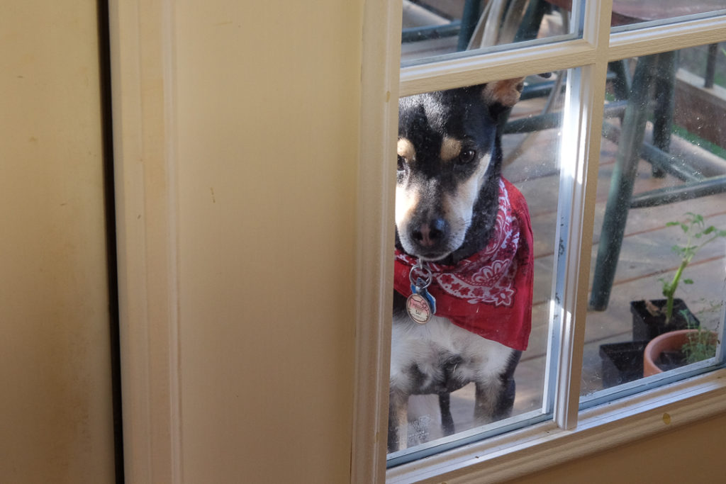 かわいそうなお顔