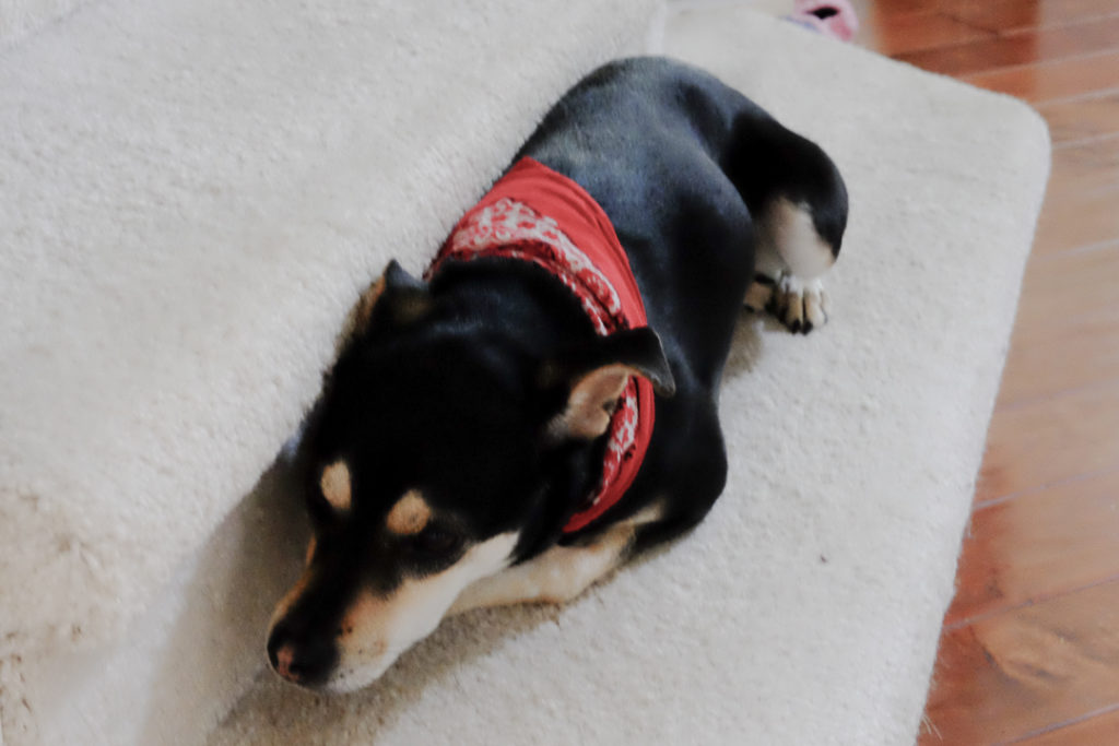 ここがお気に入り