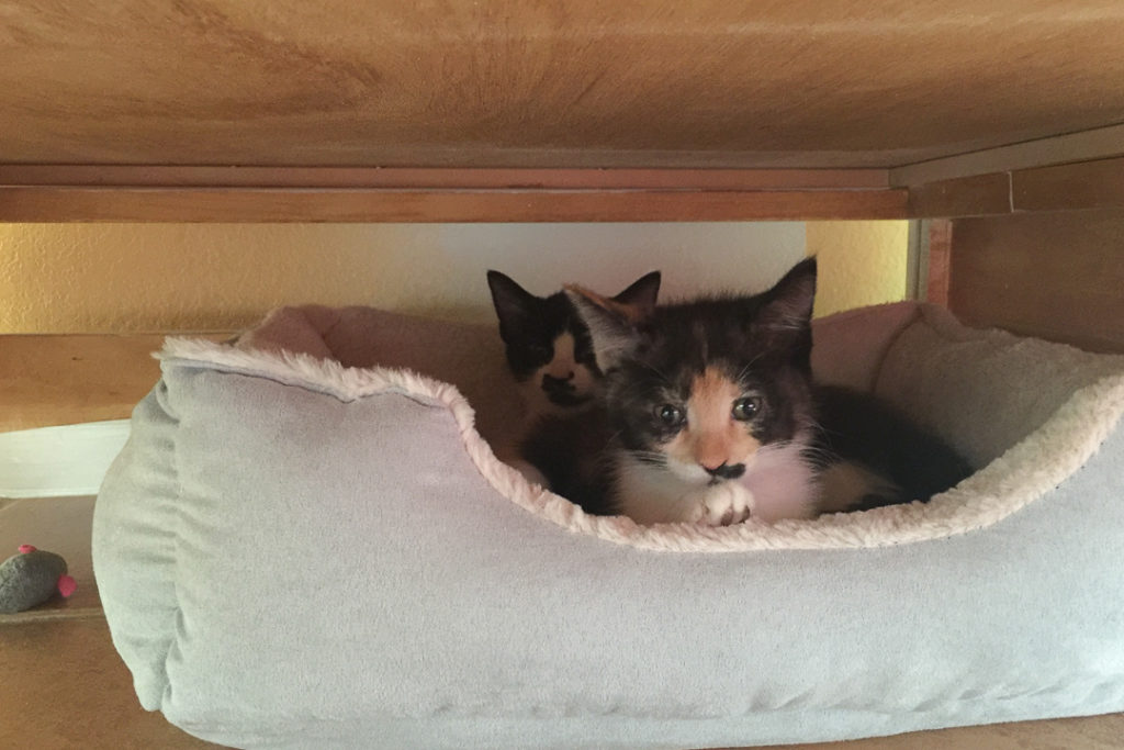 ベッドうれしい