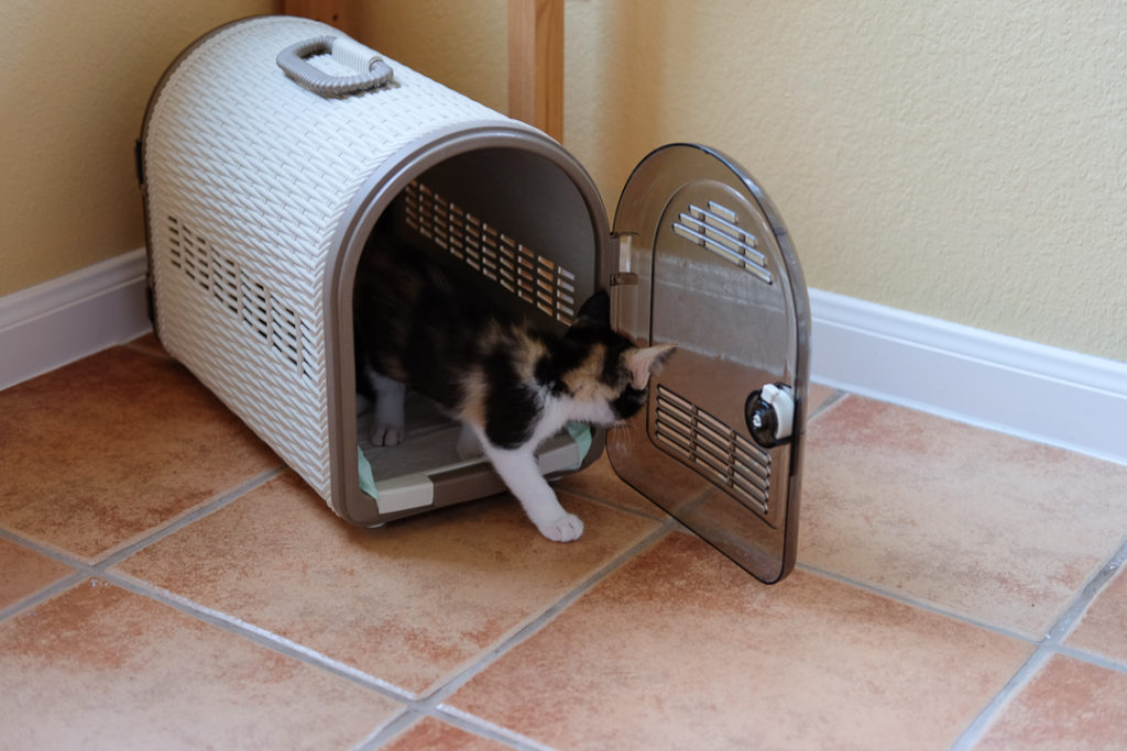 すぐにでてきた