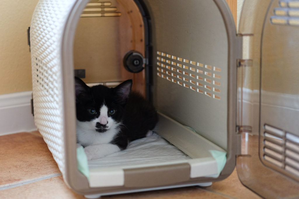 え？やめときなさい？