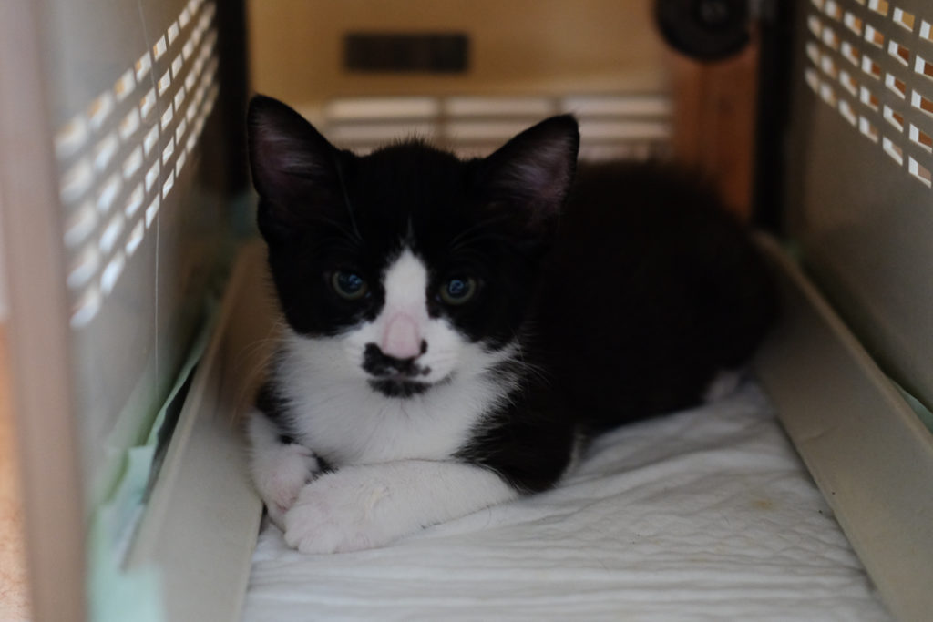 いや、やめたほうがいいにゃ