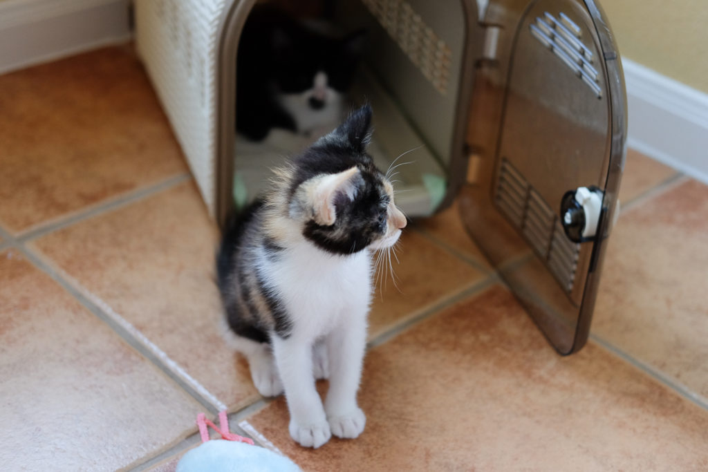 なんてことないわよ？