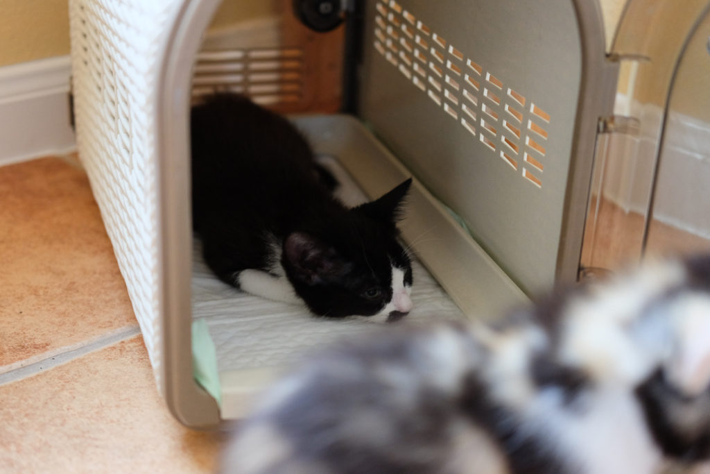 わたしはここでねるにゃ