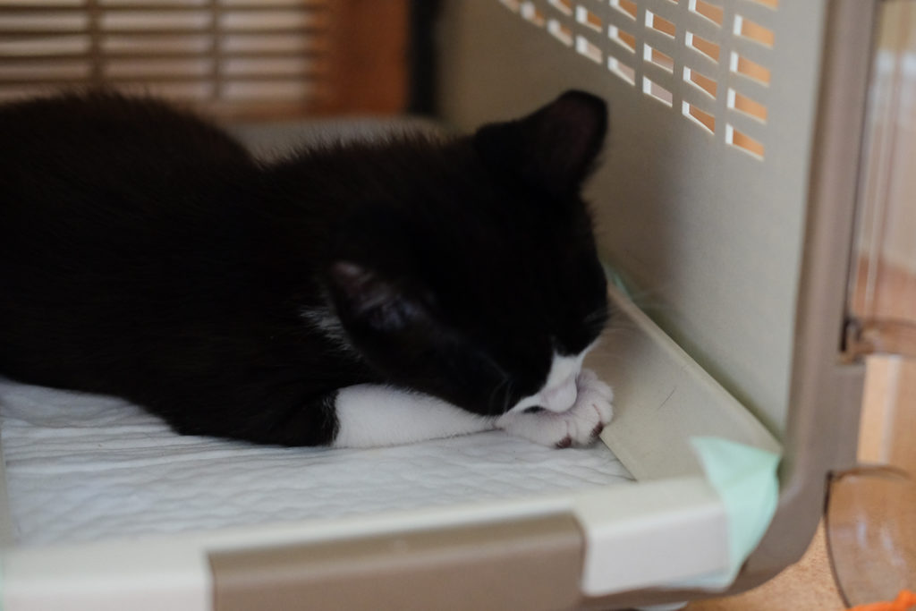 毛づくろいもね