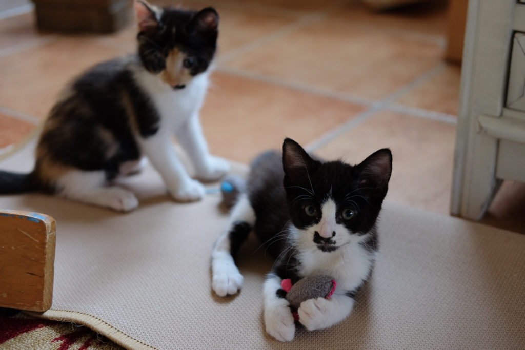 二匹をよろしくね