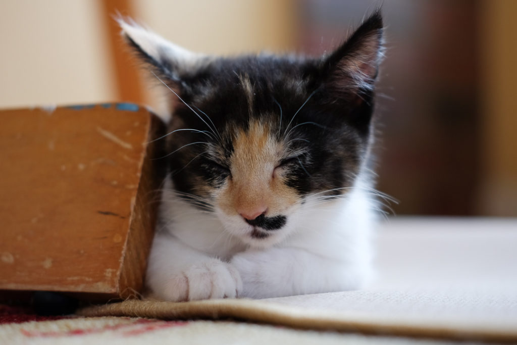 急にねむくなったにゃ