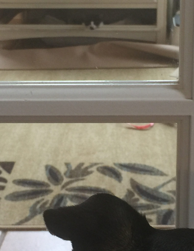 ひたすら見つめ合う