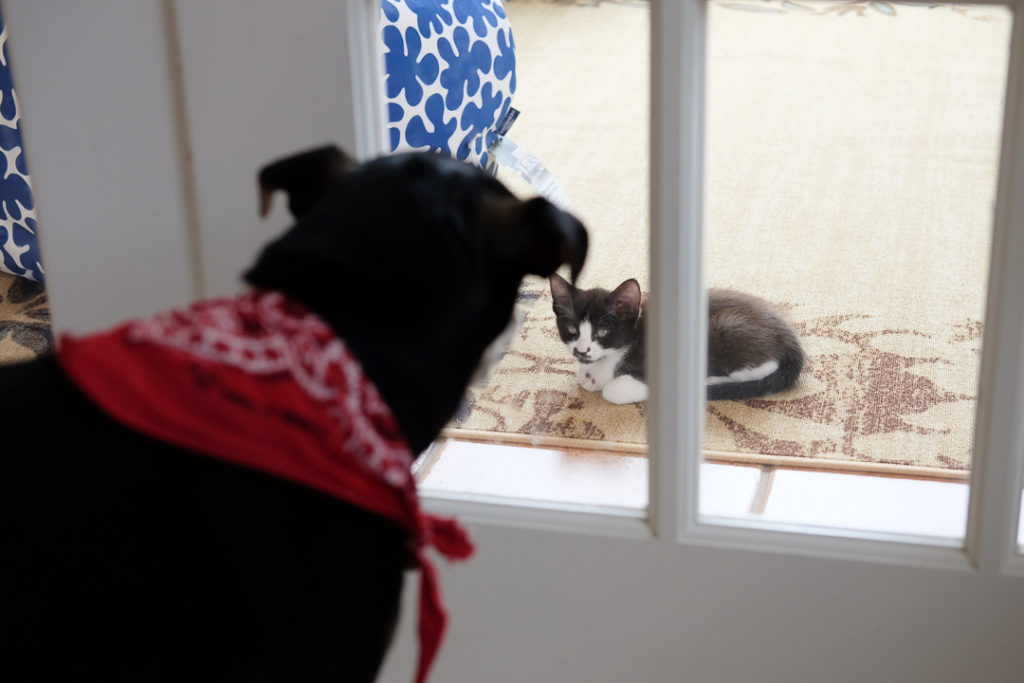 あれ？逃げない？