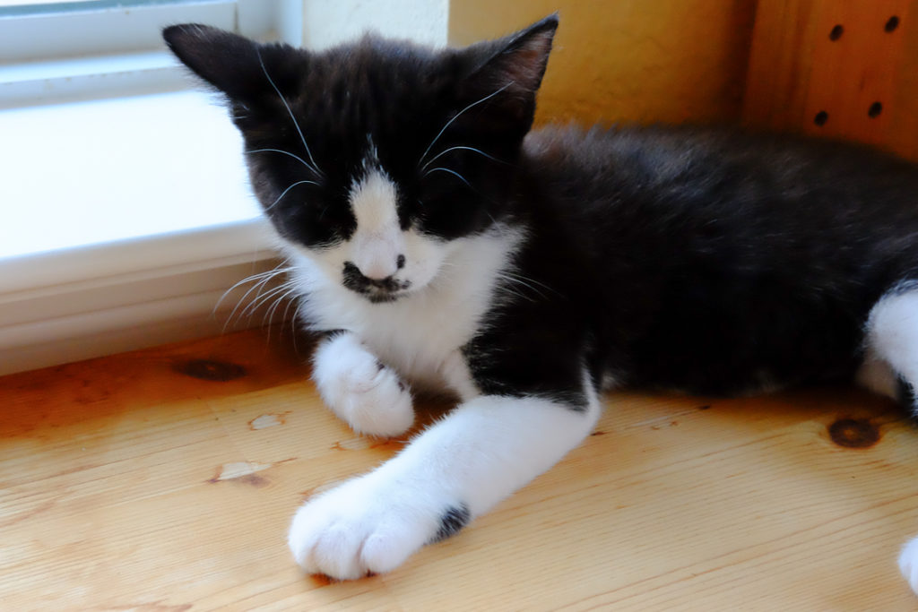 くつろぐあんこ姫