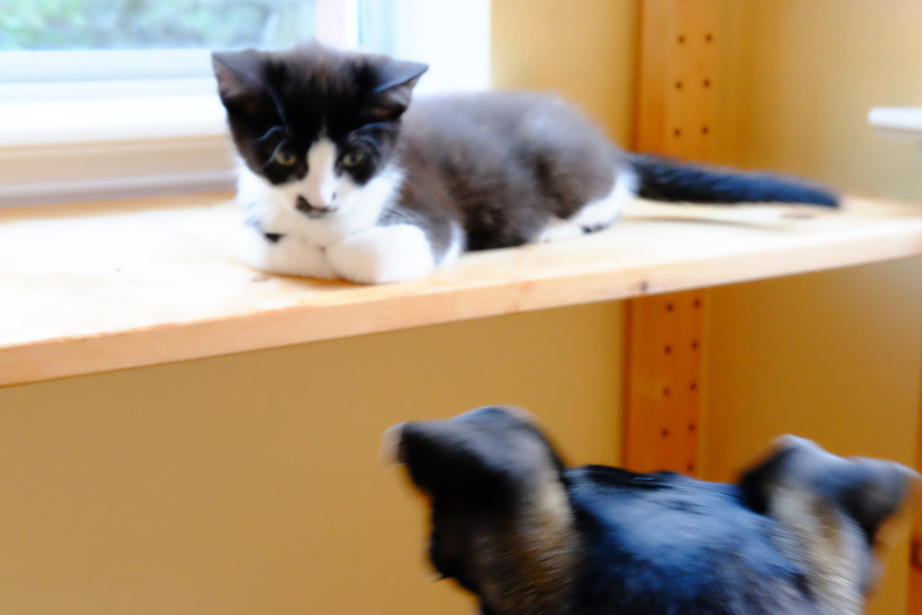 しかたないわね