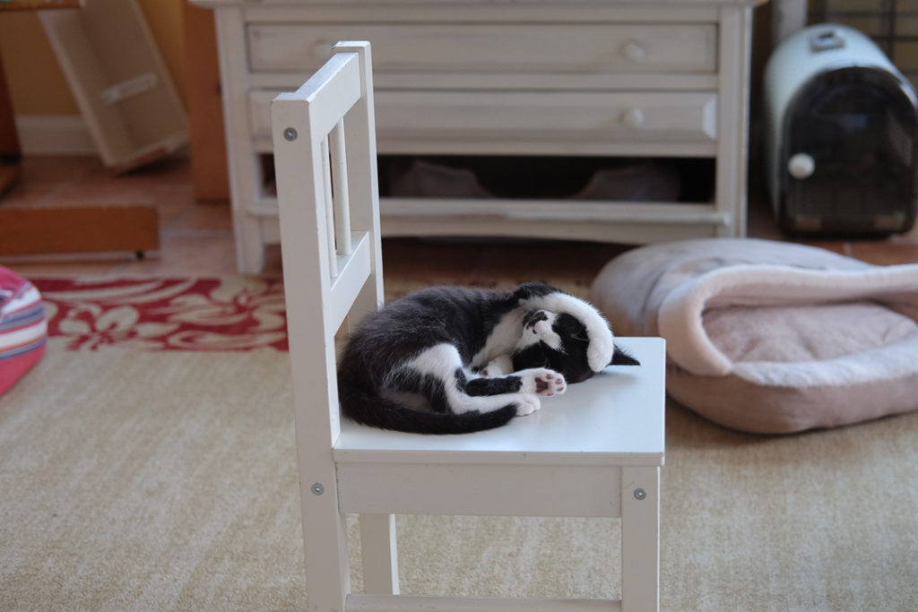 あんこはここが好き