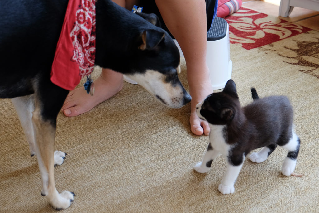 ラニ子とあんこ