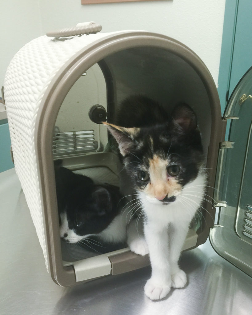 恐る恐る出てきます