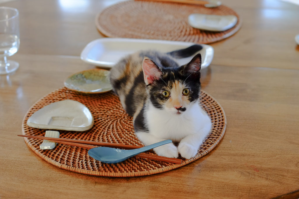 本日のメインディッシュ