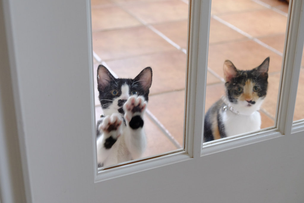 ね～、出して～