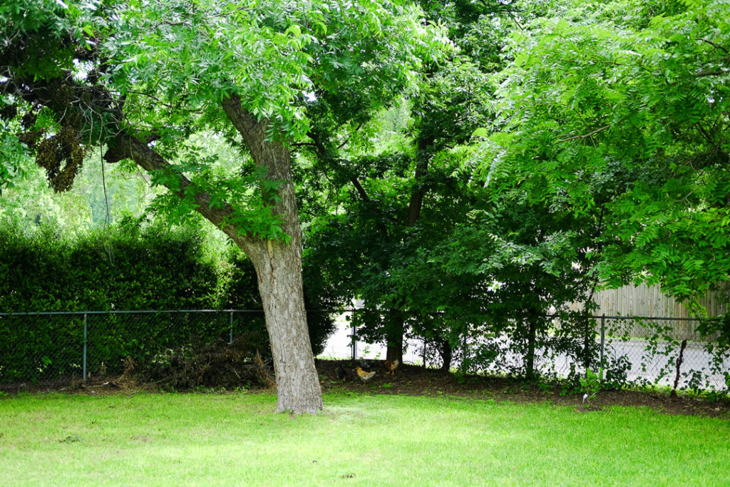 にわとりどこかな～？