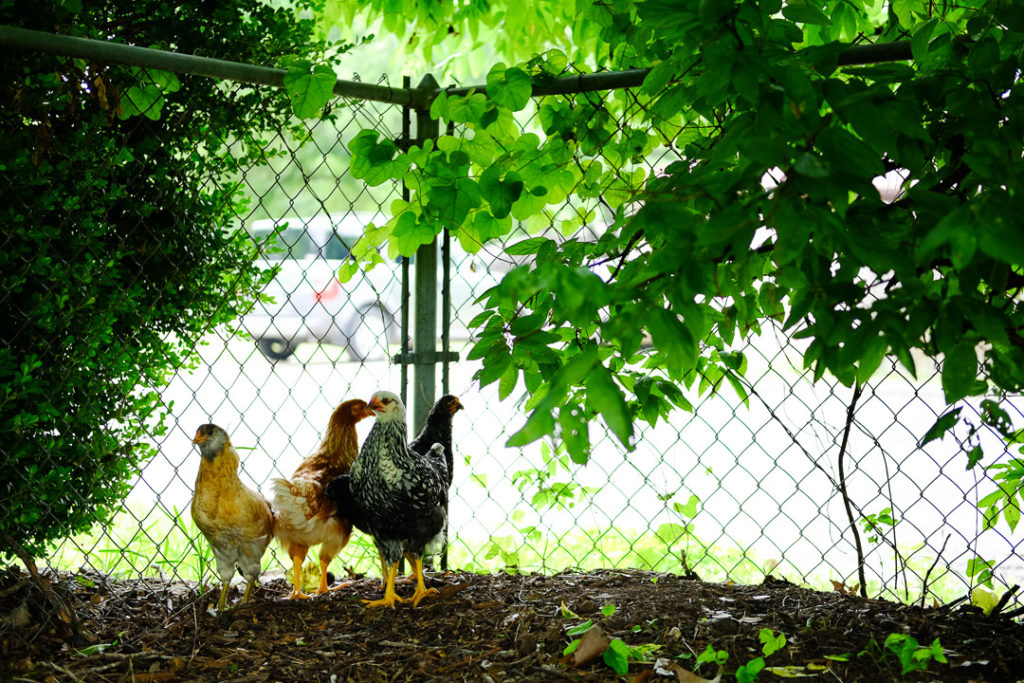 かわいいにわとりたち