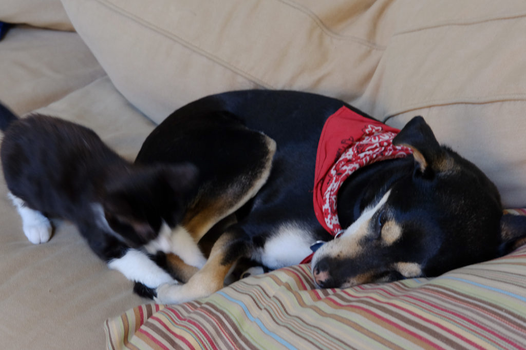 自由なあんこ姫