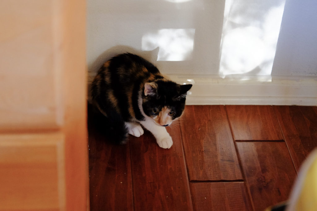 掃除機怖いよ～