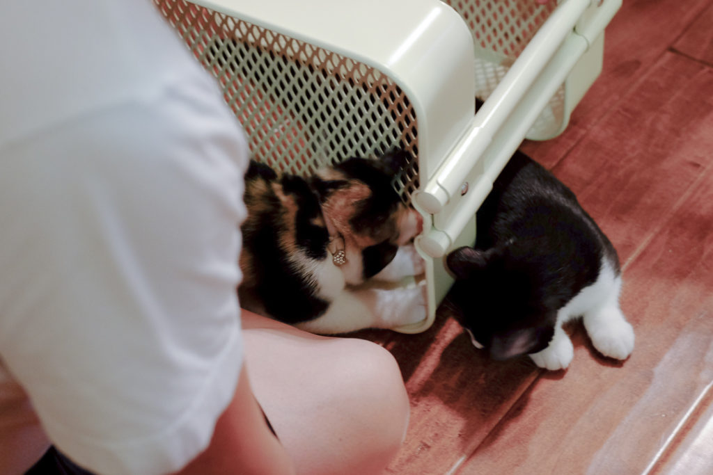 全力でじゃまするわよ