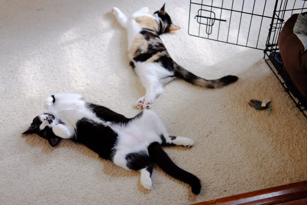 二匹ででろーん