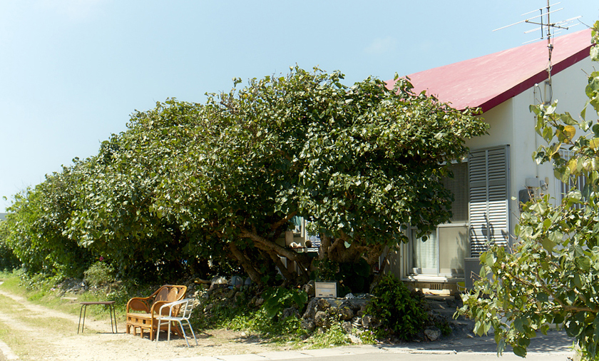 ペンギン夫婦のおうち