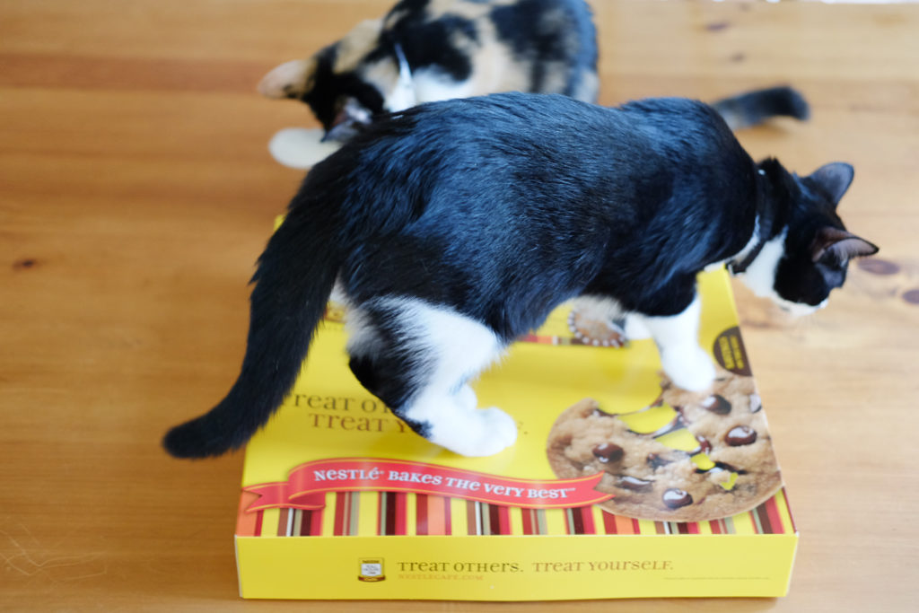 こらこら、乗っからないで！