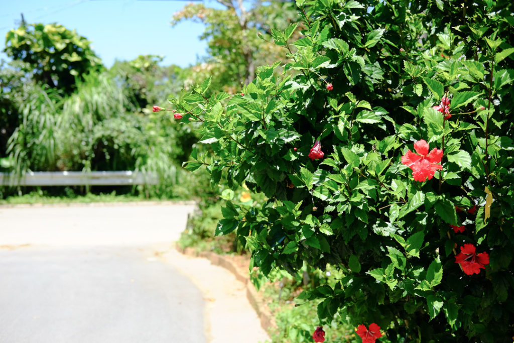 沖縄～、という感じ