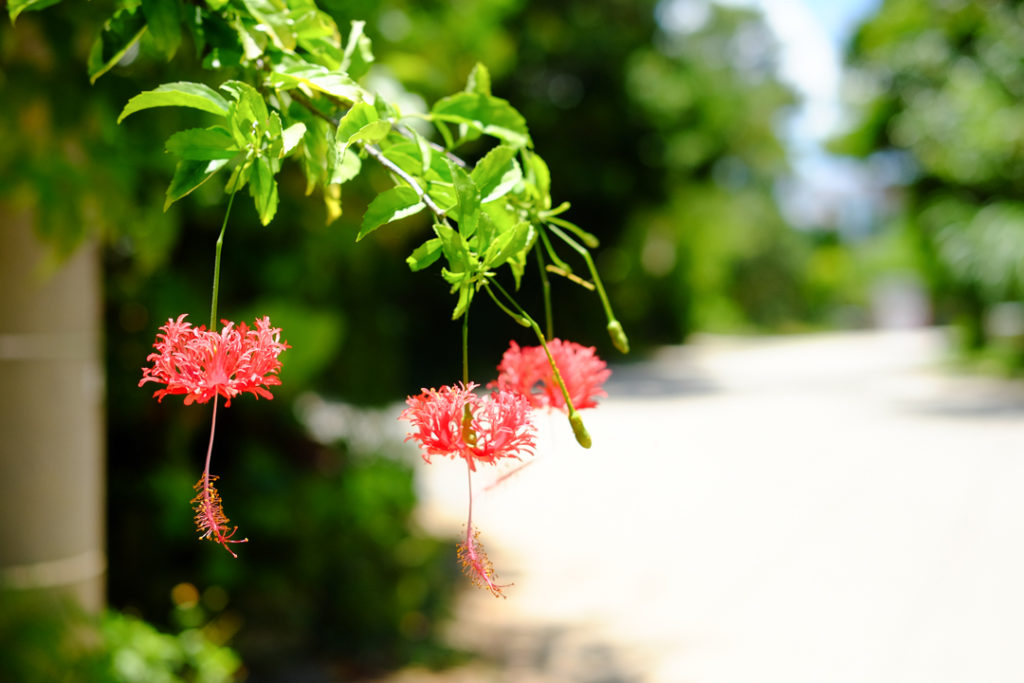 南国の花