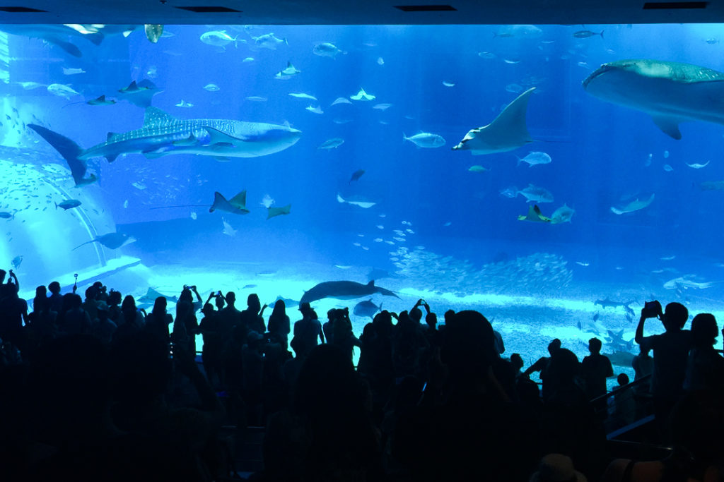 美ら海水族館