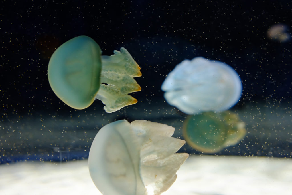 見とれてしまうほどきれいなくらげ