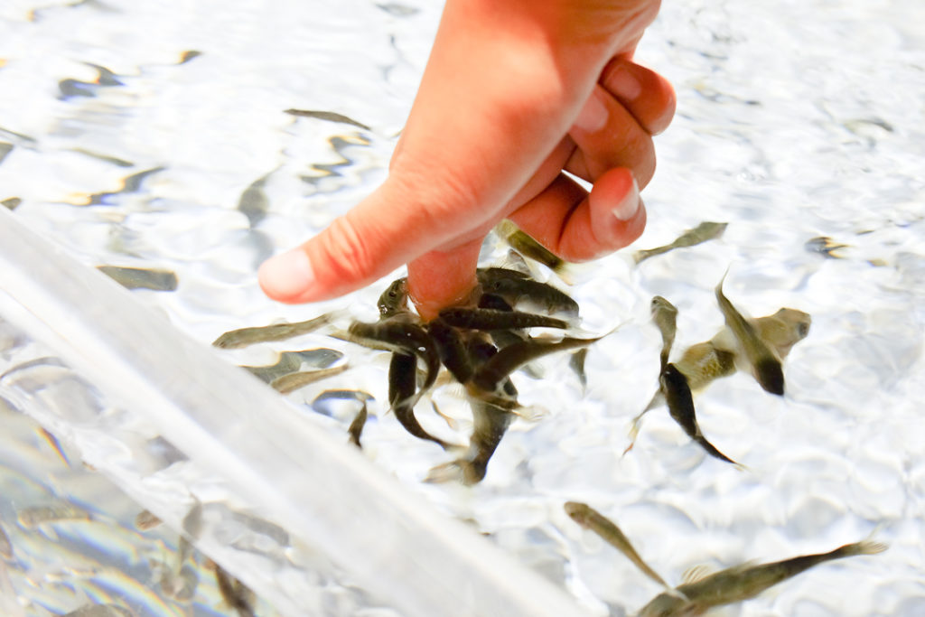 ドクターフィッシュ