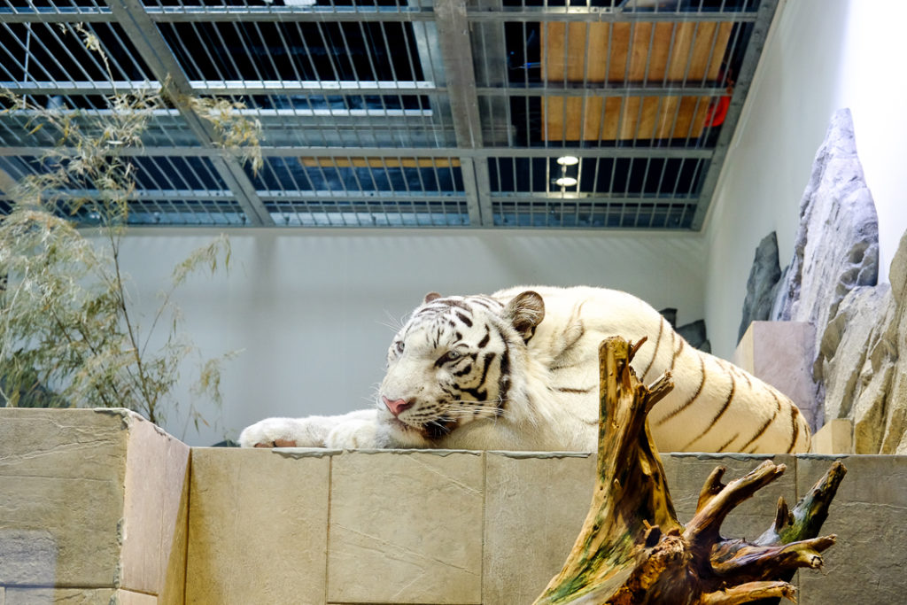 ホワイトタイガー