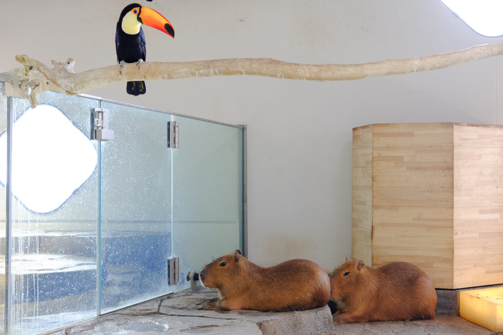 カピバラさん