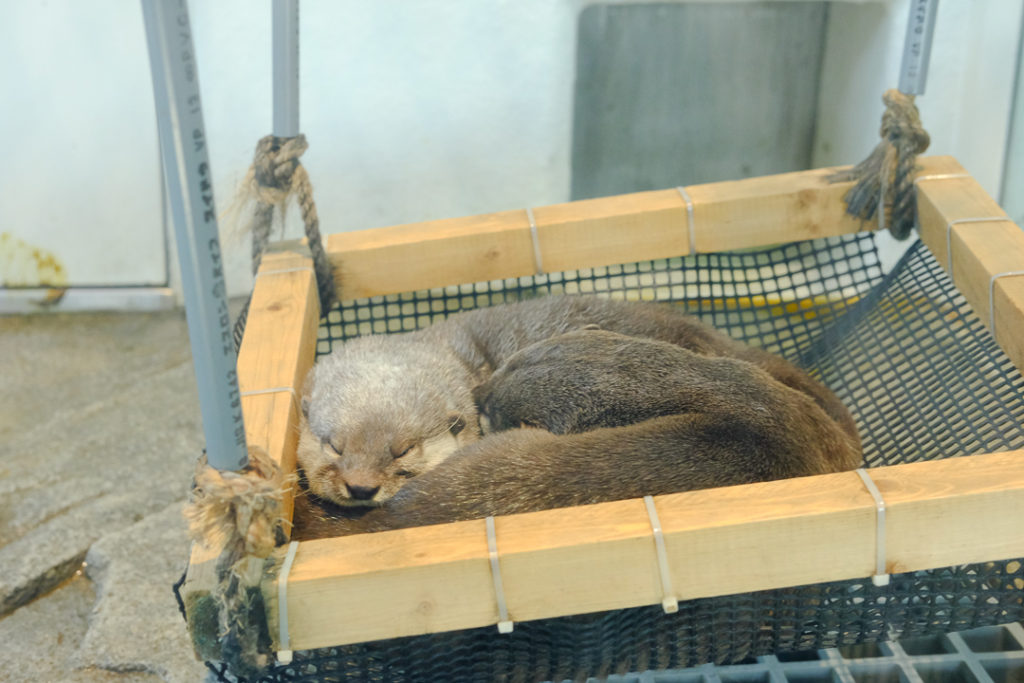 かわいいかわうそたち