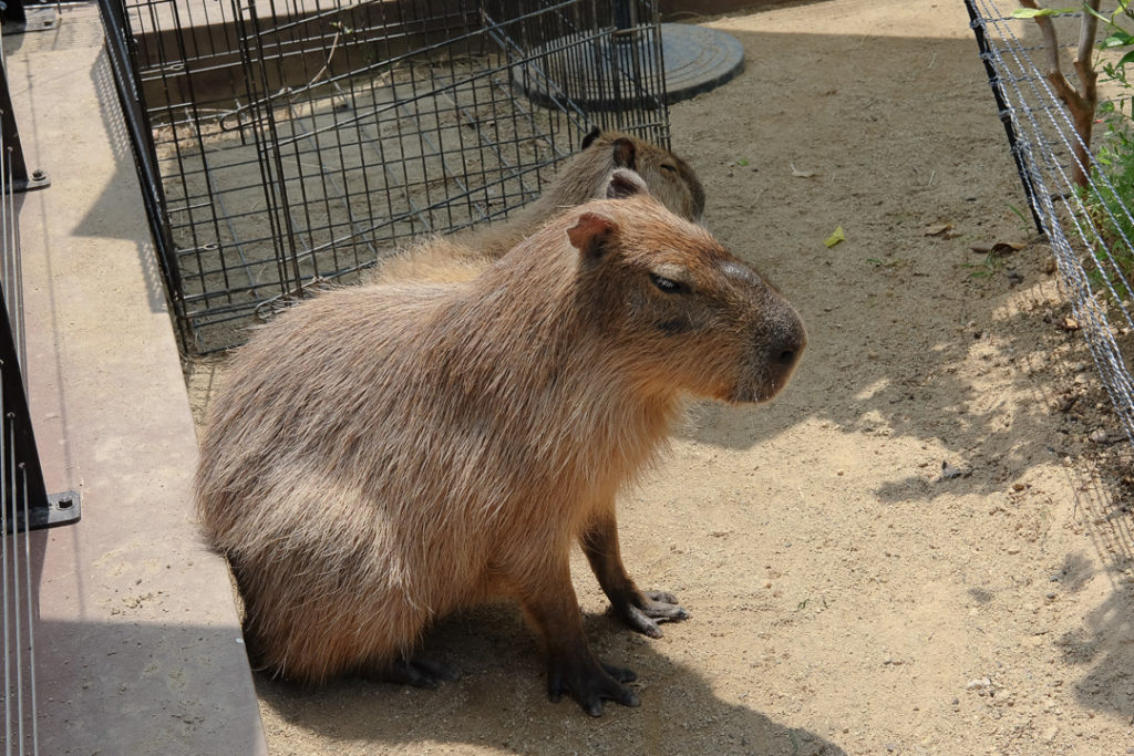 カピバラさん